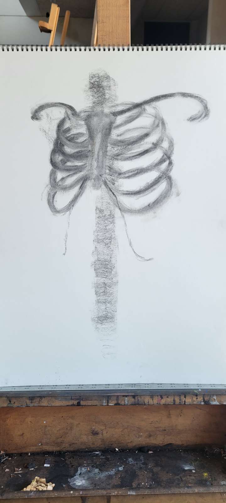 Skeleton Anatomy Study